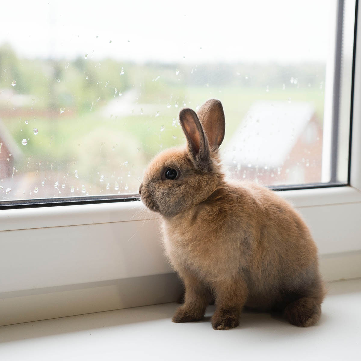 rabbit sitting near the window