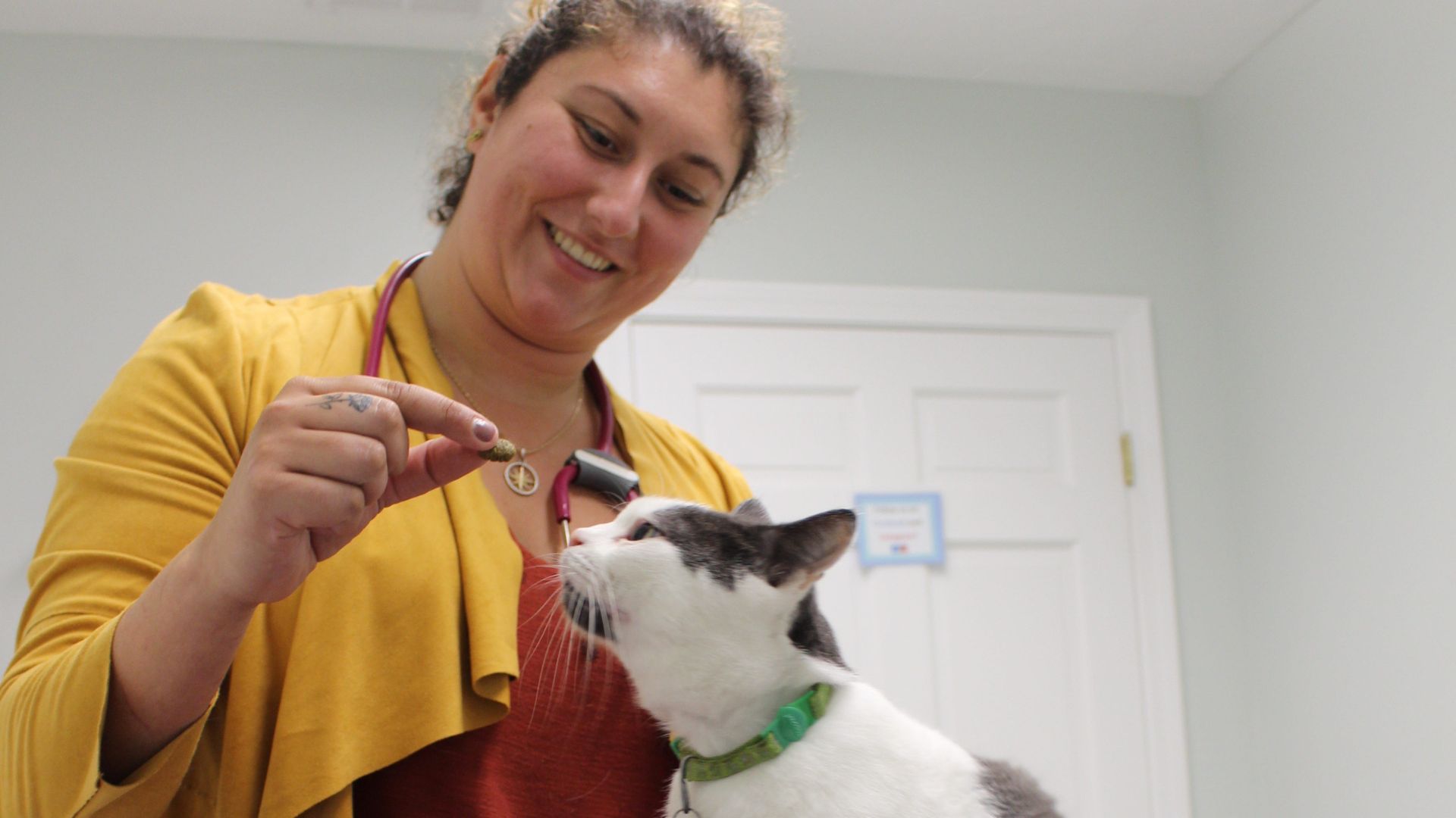 Pet Emergency Care In Sandwich, MA 02563 Oceanside Animal Hospital