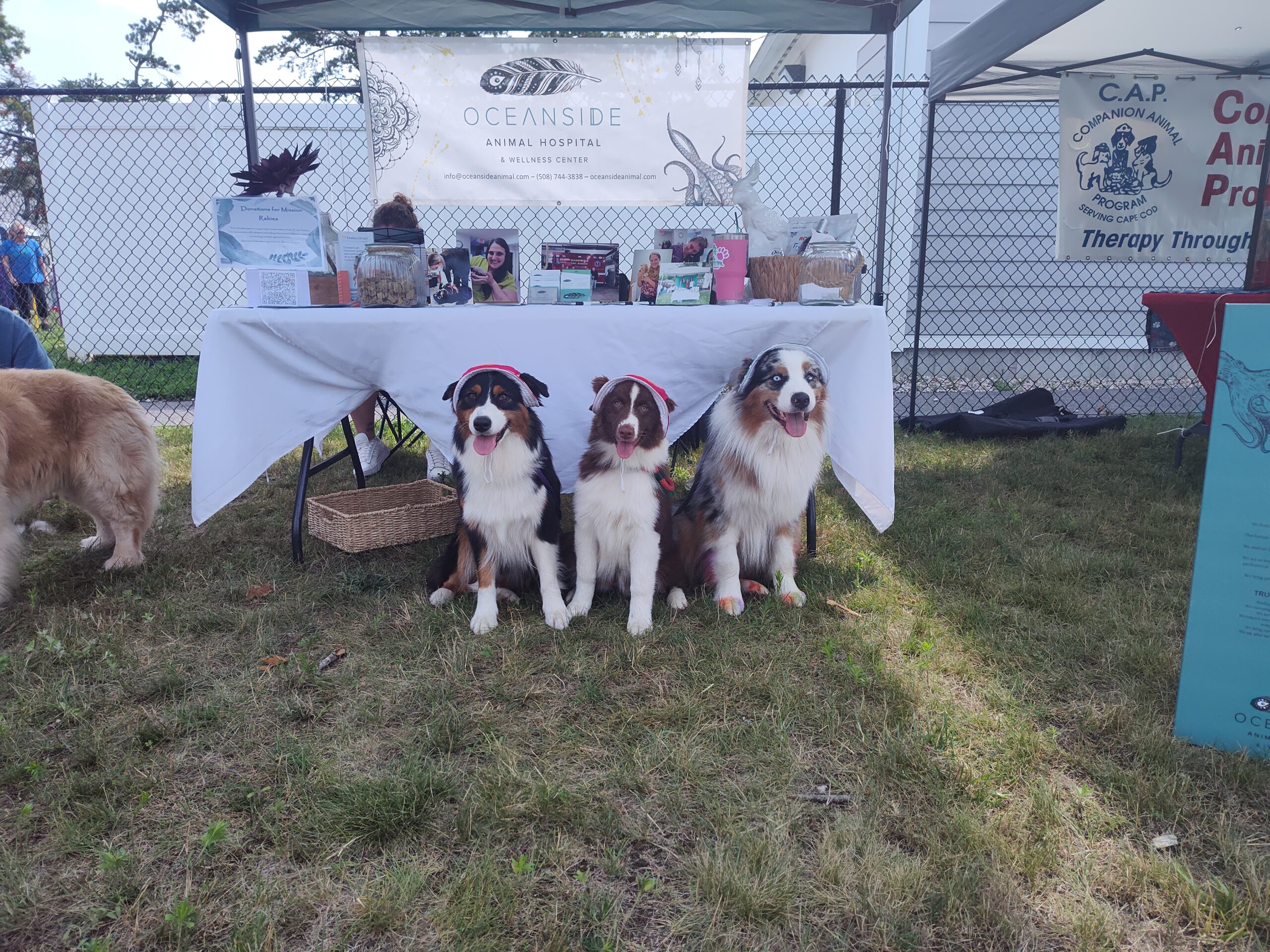 3 border collies sitting in front of a booth.